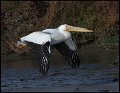 _7SB6201 american white pelican